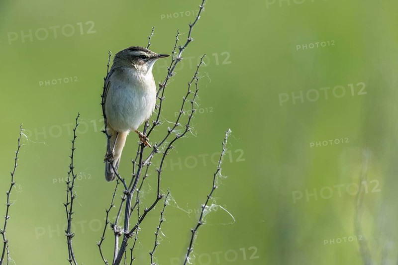 Reed Warbler (Acrocephalus schoenobaerus), Lower Saxony, Germany