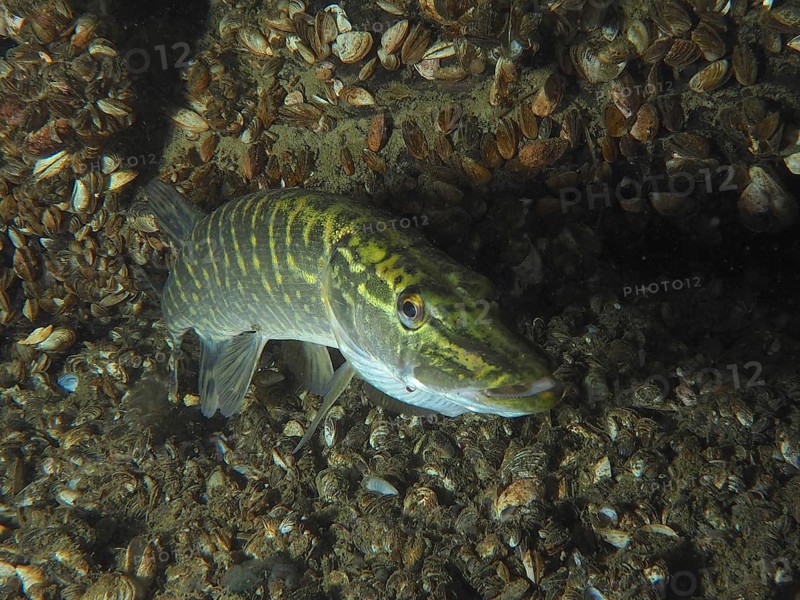 Pike (Esox lucius) between mussels, quagga mussel (Dreissena rostriformis bugensis), invasive species, and rocks on the lake bottom, dive site Wildsau, Berlingen, Lake Constance, Switzerland