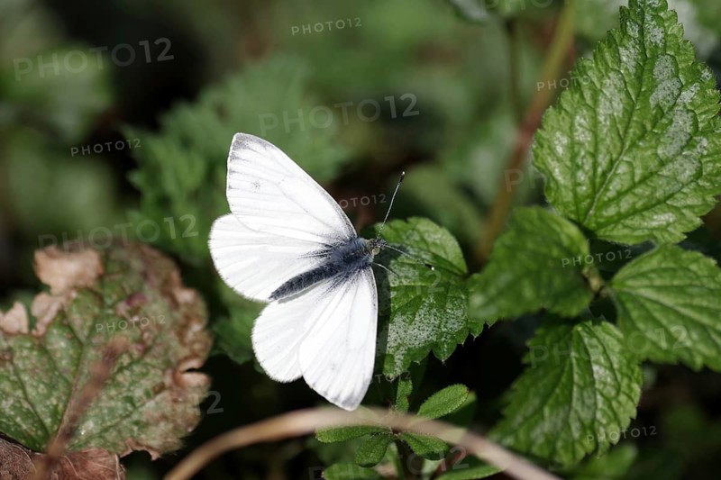 Rape white butterfly (Pieris napi), male, close-up, white, The butterfly sits with outspread wings on a green leaf