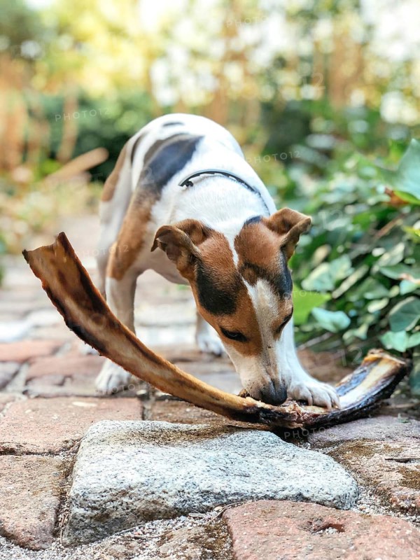 A Jack Russell Terrier deeply engaged in chewing a large bone on a stone path, surrounded by green plants. The setting exudes a natural and lively atmosphere