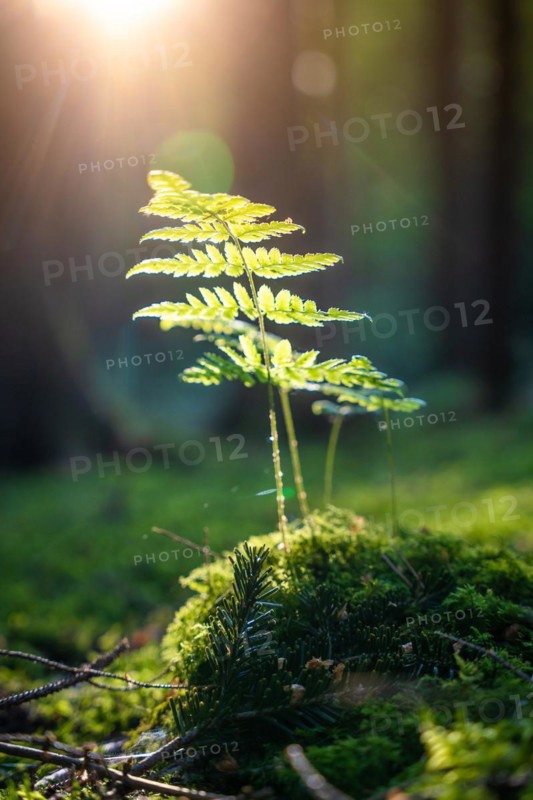 Fern in the sunlight, Black Forest, Unterhaugstett, Germany