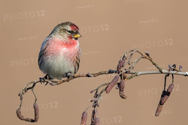 Common Redpoll (Acanthis flammea) perched on a branch, Netherlands