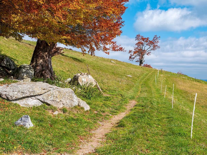 Hiking trail on Schauinsland, dirt road through meadows with old willow beech trees in full autumn colors, Black Forest, Baden-Württemberg, Germany