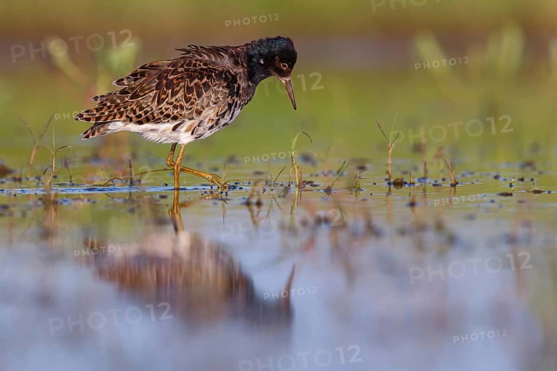 Ruff (Philomachus pugnax), male, Narew, Bialystok, Podlasie, Poland