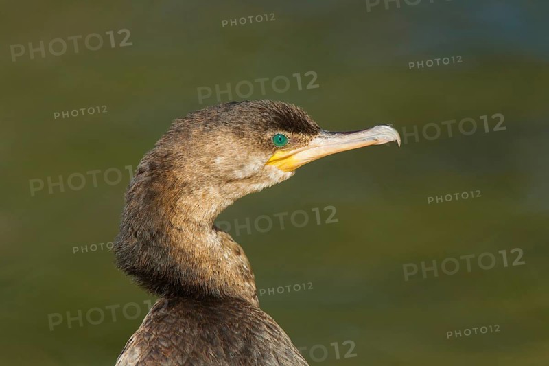 Neotropic Cormorant Phalacrocorax brasilianus Tucson, Arizona, United States 13 February Immature Phalacrocoracidae