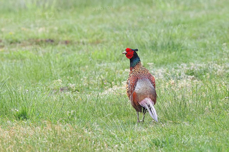 Pheasant, hunting pheasant (Phasianus colchicus), adult male bird in a meadow, wildlife, Lembruch, Ochsen Moor, Dümmer nature park Park, Lower Saxony, Germany