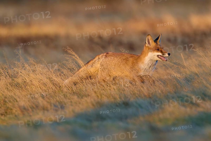 Red Fox (Vulpes vulpes), running in meadow at autumn
