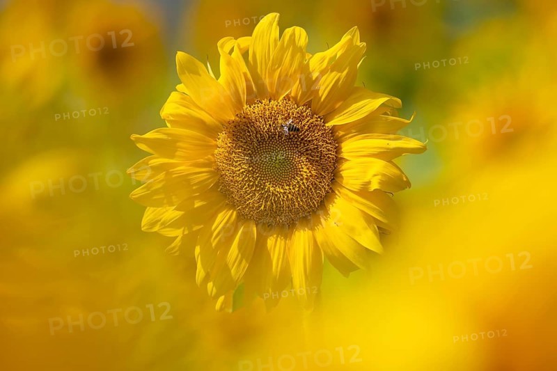 The sun shines down from the sky on a sunflower where some bees are collecting the nectar of the blossom, Frankfurt am Main, Hesse, Germany