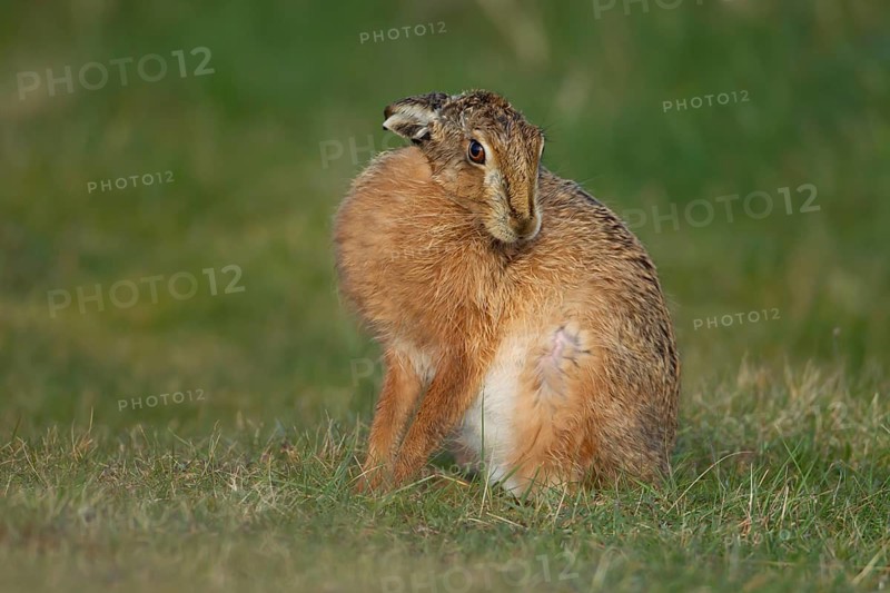 European brown hare (Lepus europaeus) adult animal resting in grassland, England, United Kingdom