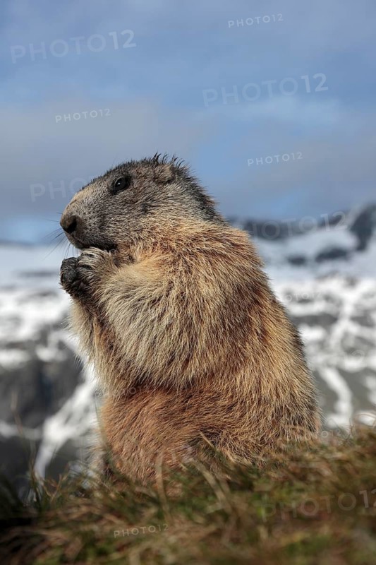 One adult Alpine Marmot, Marmota marmota, sitting erected, feeding on something. Großglockner mountain range in the background