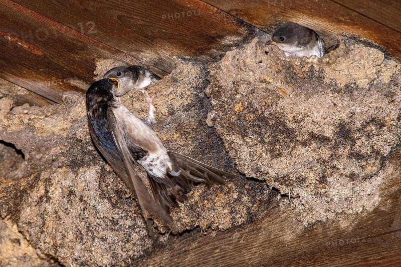 A house martin feeding its young, Eng-Alm, Karwendel Mountains, Tyrol, Austria