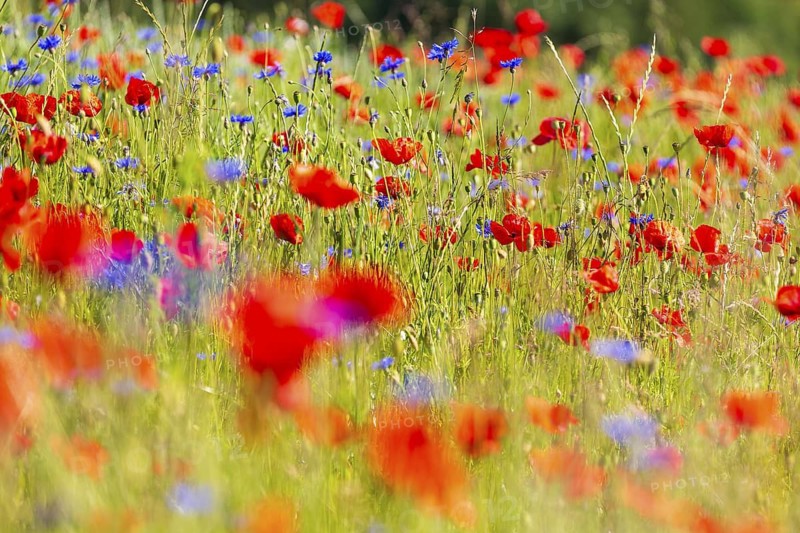 Corn poppy (Papaver rhoeas) and cornflower (Centaurea cyanus) in bloom in a meadow, Saxon Switzerland, Saxony, Germany