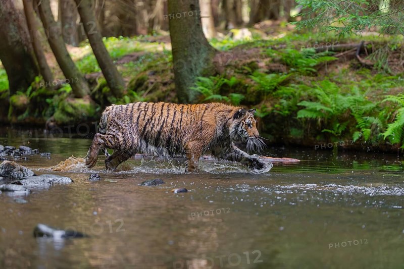 One young female Siberian Tiger, Panthera tigris altaica, walking thru the cool fresh water of a creek deep in a forest