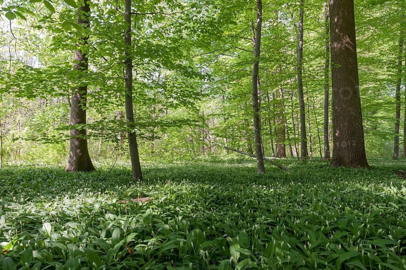 Forest floor covered with ramsons (Allium ursinum), Palatinate, Rhineland-Palatinate, Germany