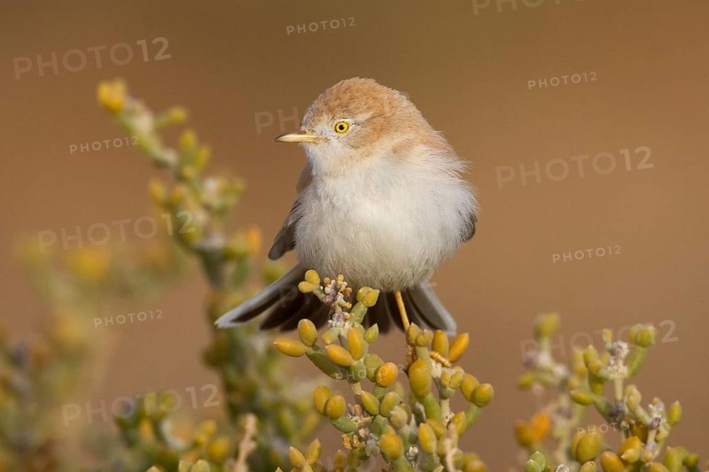 African Desert Warbler (Sylvia deserti), Morocco