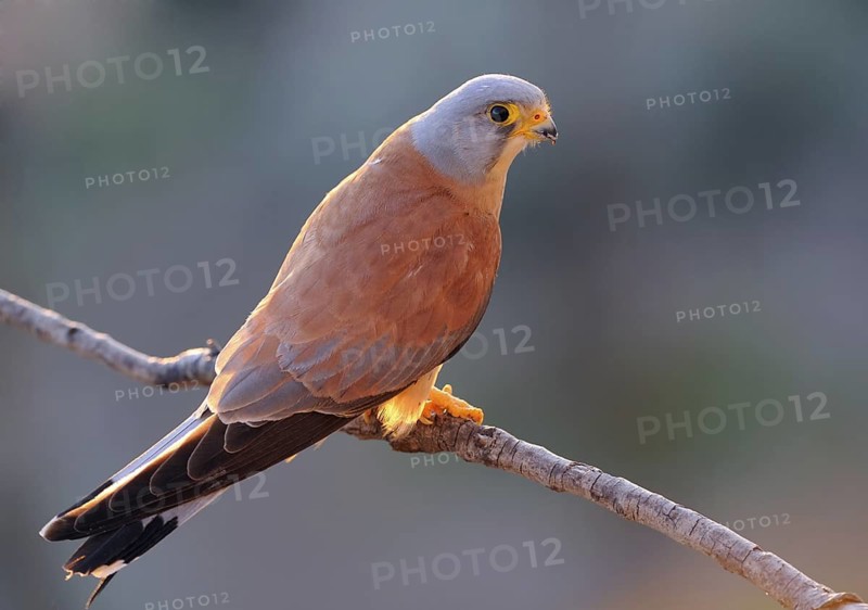 Lesser Kestrel (Falco naumanni) male, Extremadura, Spain