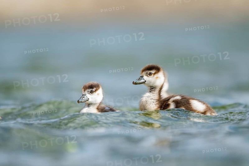 Egyptian goose (Alopochen aegyptiaca) chicks swimming on a lake, Bavaria, Germany
