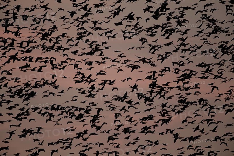 Pink-footed goose (Anser brachyrhynchus) adult geese birds in flight in a large flock or skein silhouette at sunset, Norfolk, England, United Kingdom