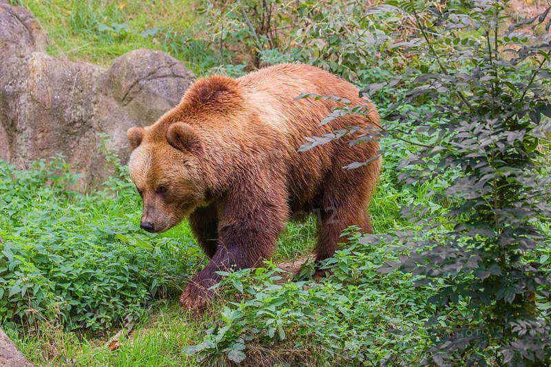 A Kamchatka brown bear (Ursus arctos piscator) runs across dense vegetation between rocks