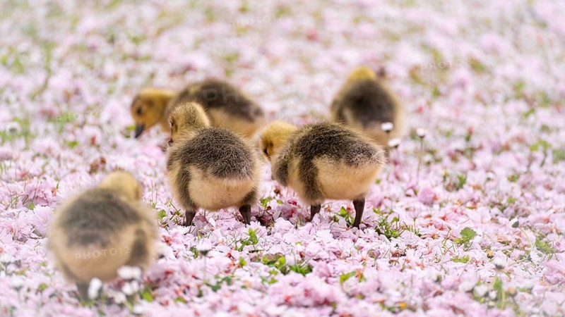 Canada goose chicks (Branta canadensis) five running through a meadow covered with pink cherry blossoms, daisies, foraging, background blurred, Rombergpark, Dortmund, North Rhine-Westphalia, Germany
