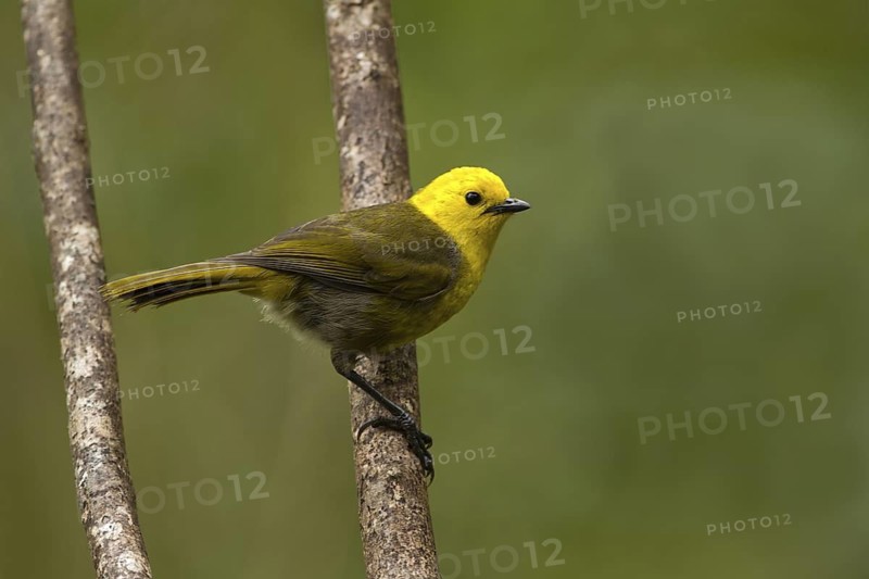 Yellowhead (Mohoua ochrocephala), Rakiura National Park, New Zealand