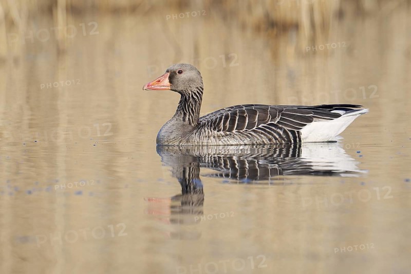 Greylag goose (Anser anser), swimming, North Rhine-Westphalia, Germany
