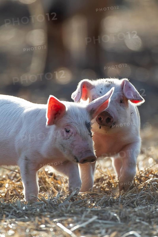 Domestic pig (Sus scrofa domesticus) two juvenile baby piglets farm animals in a field in summer, England, United Kingdom