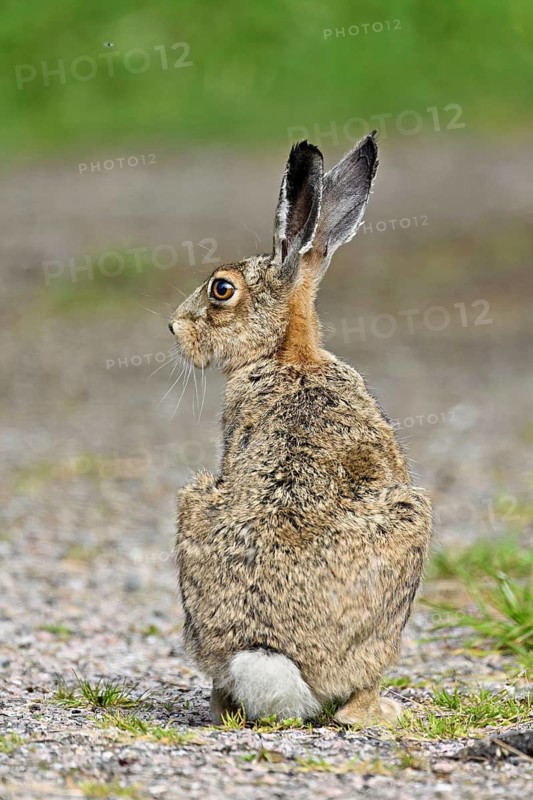 Young brown hare (Lepus europaeus), sitting on gravel, Texel, West Frisian Island, province of North Holland, Netherlands