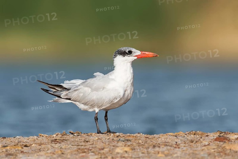 Caspian Tern (Hydroprogne caspia), Eilat, Israel