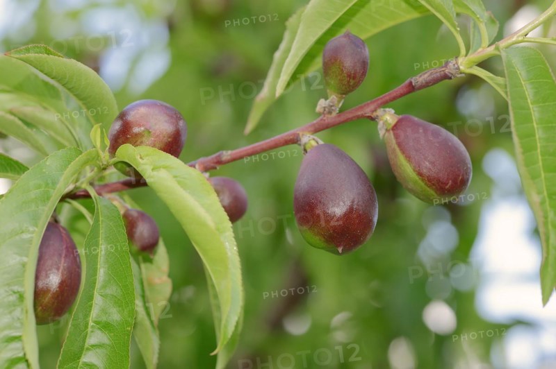 Nectarine (Prunus persica var. nucipersica), unripe fruit on the tree, Provence, southern France