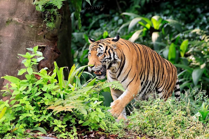 Malaysia tiger (Panthera tigris jacksoni), adult, running, stalking, vigilant, Malaysia, Southeast Asia