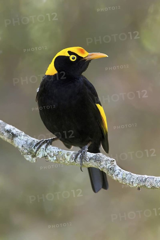 Regent Bowerbird (Sericulus chrysocephalus) male, Queensland, Australia