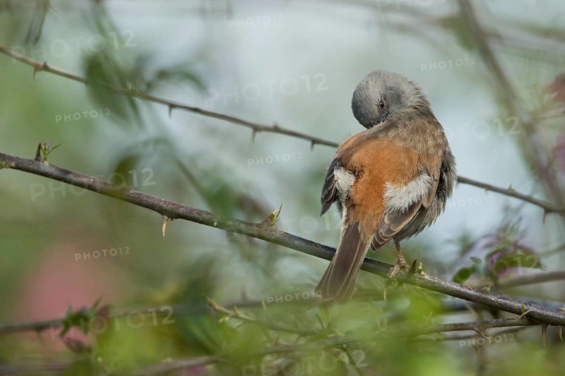 Swainson's Sparrow (Passer swainsonii) preening perched on a branch, Kafa, Ethiopia