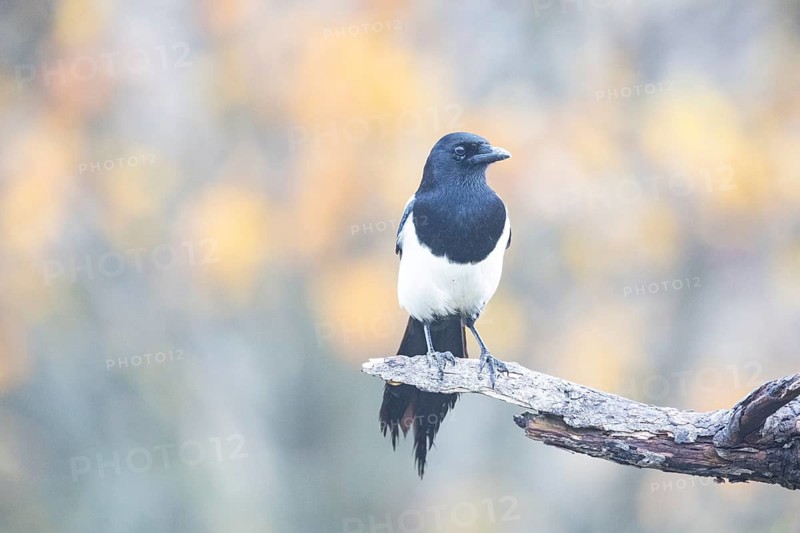 Magpie (Pica pica) Germany