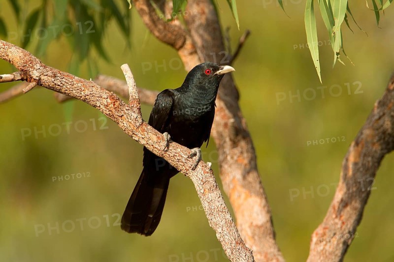 Pacific Koel (Eudynamys orientalis) male, Queensland, Australia