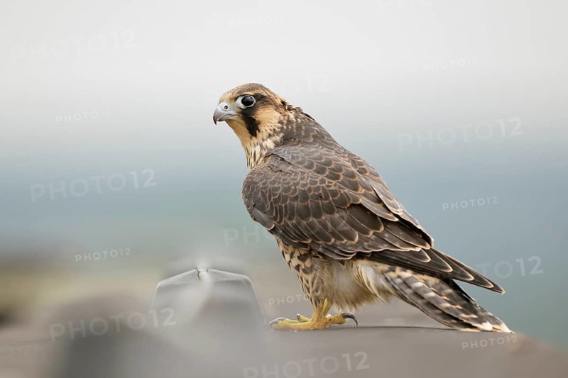 Peregrine Falcon (Falco peregrinus) young male, North Rhine-Westphalia, Germany