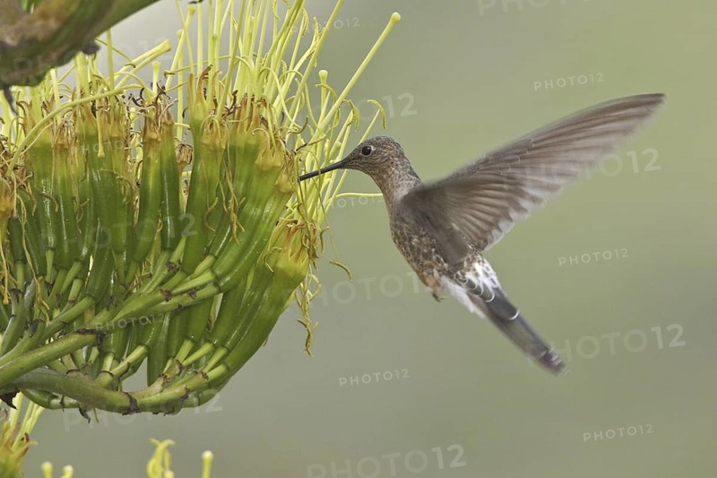 Giant Hummingbird (Patagona gigas), Ecuador
