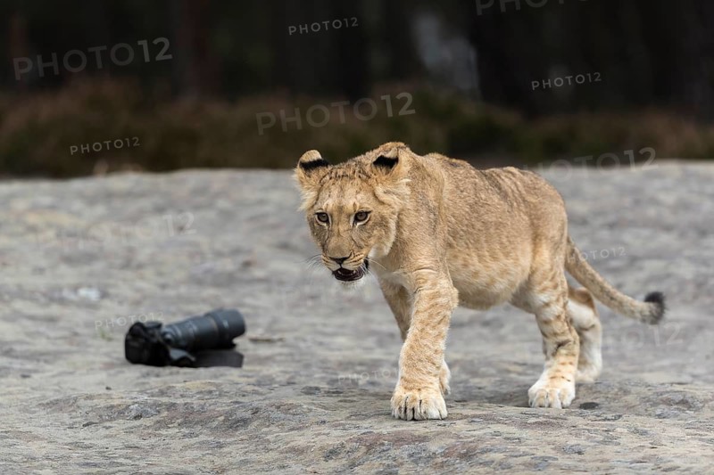 One female young lion (Panthera leo) running on a rocky plateau.Green vegetation in the background