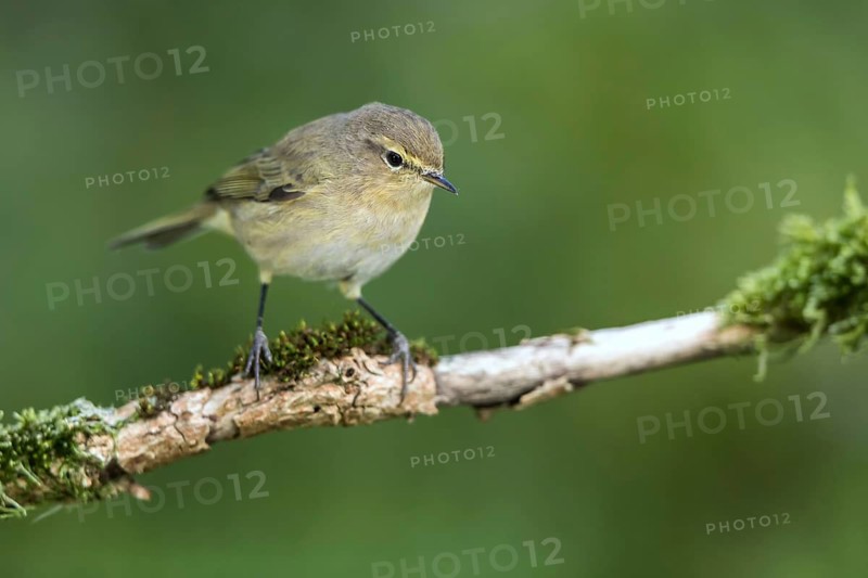 Common Chiffchaff (Phylloscopus collybita) perched on a branch, Mecklenburg-Western Pomerania, Germany
