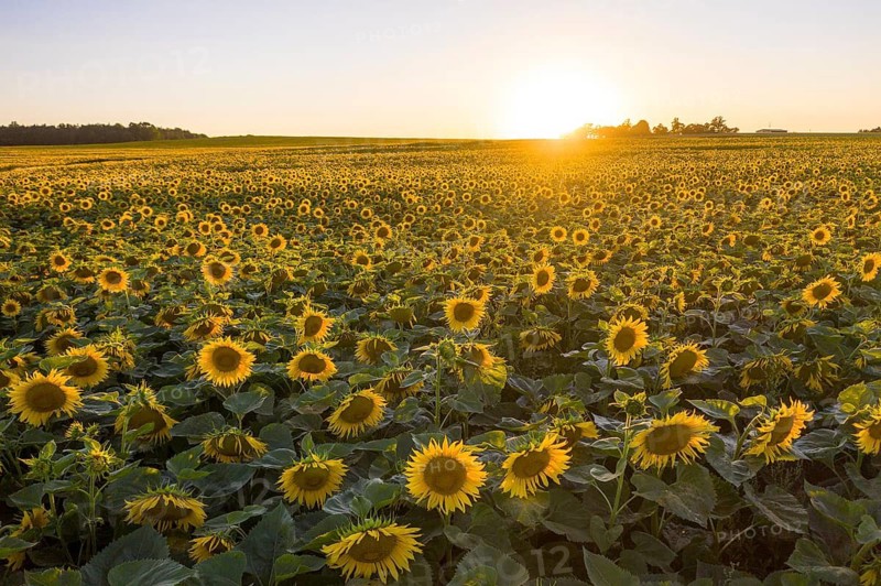 Field with sunflowers (Helianthus annuus) in bloom with setting sun, aerial view near Priestewitz, Saxony, Germany