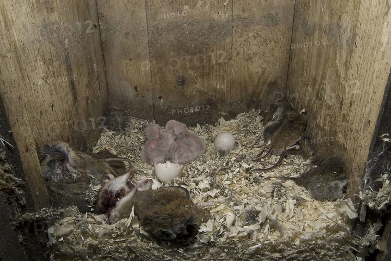 Boreal Owl - Nestbox (Aegolius funereus), Saxony, Germany
