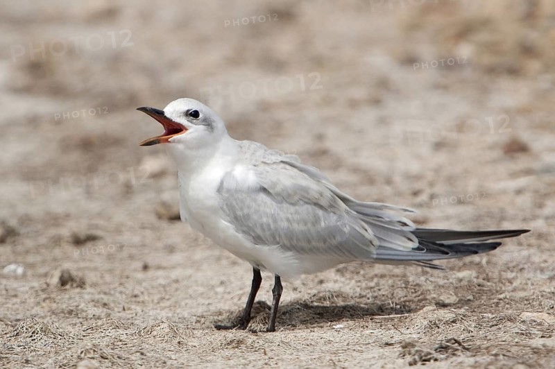Gull-billed Tern (Gelochelidon nilotica), Texas, USA
