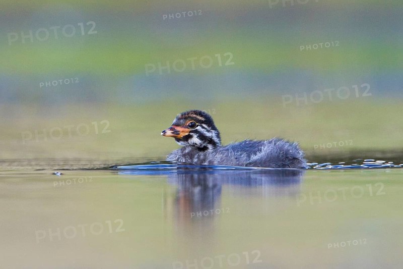Australasian Grebe (Tachybaptus novaehollandiae) chick, Victoria, Australia