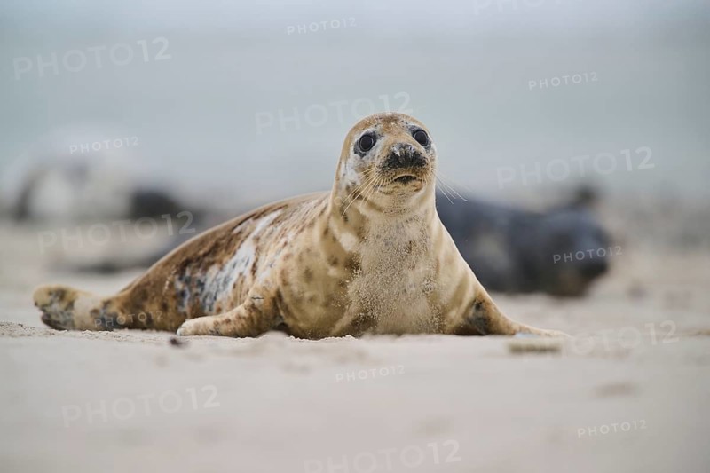 Grey seal (Halichoerus grypus) lying on the beach, Düne, Helgoland, Schleswig-Holstein, Germany