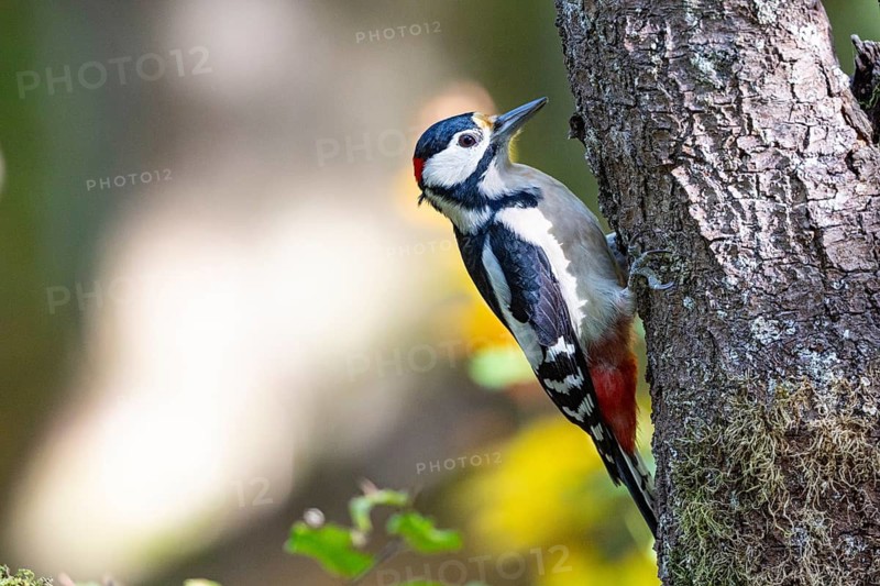 Great spotted woodpecker (Dendrocopus major) ml Germany
