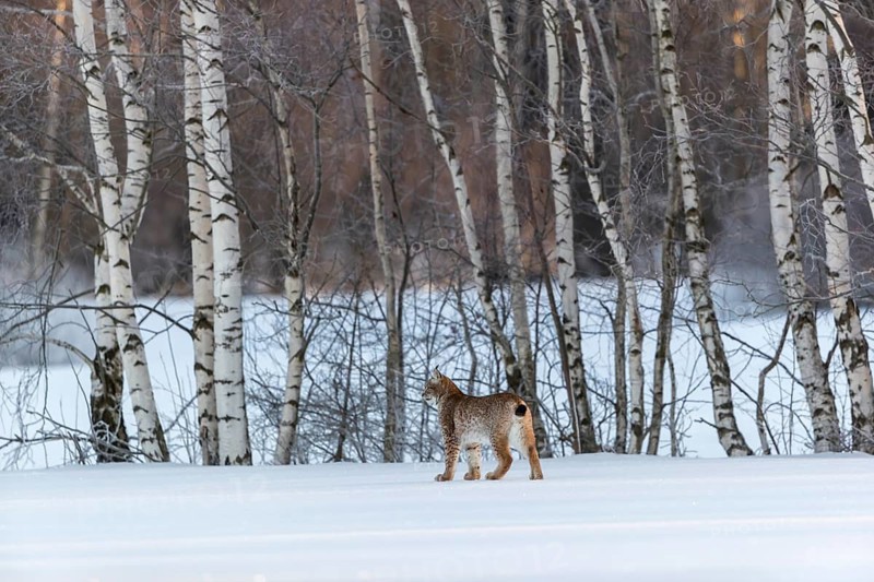 One young male Eurasian lynx, (Lynx lynx), walking over a snow covered meadow with a forest in the background in early morning light