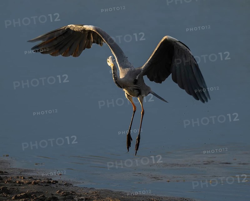 Grey heron (Ardea cinerea) approaching a shallow water zone of a lake, blue water, Lower Saxony, Germany