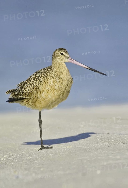 Marbled Godwit (Limosa fedoa), Florida, USA