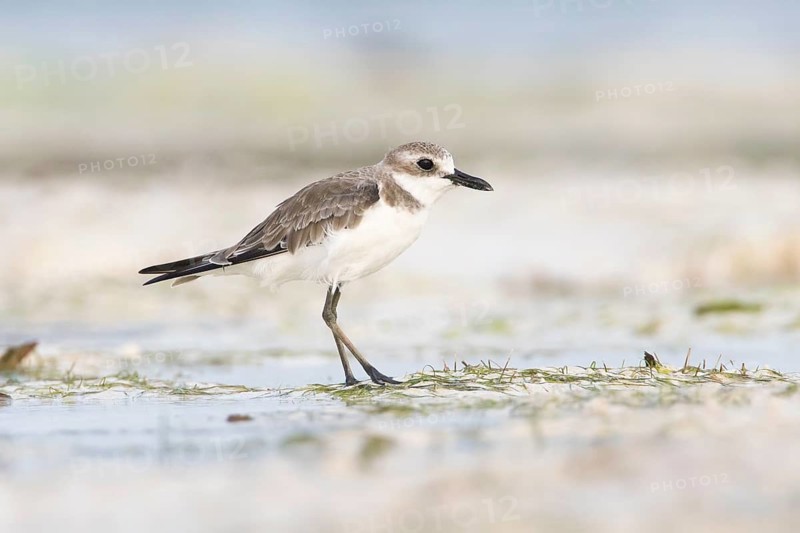Greater Sand Plover (Charadrius leschenaultii), Zanzibar, Tanzania