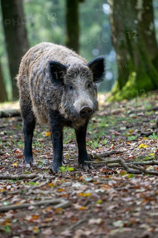 Wild boar (Sus scrofa), Vulkaneifel, Rhineland-Palatinate, Germany